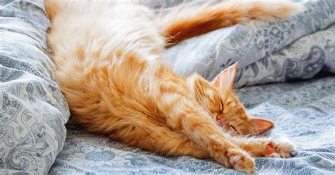 Deshalb ist auch die flohvorsorge ein wichtiger punkt, den man nicht vernachlässigen sollte. Katze schläft im Bett: Das sagen Schlafforscher | herz ...