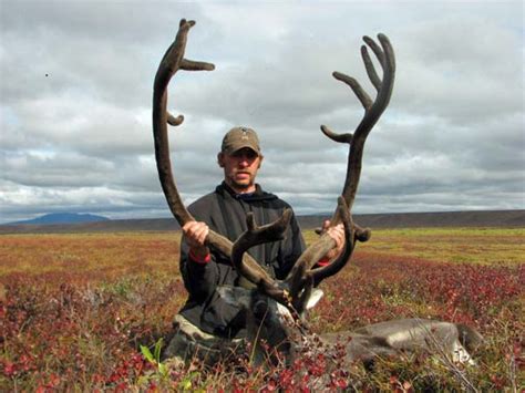 Caribou Hunting Photo Gallery Arctic North Guides