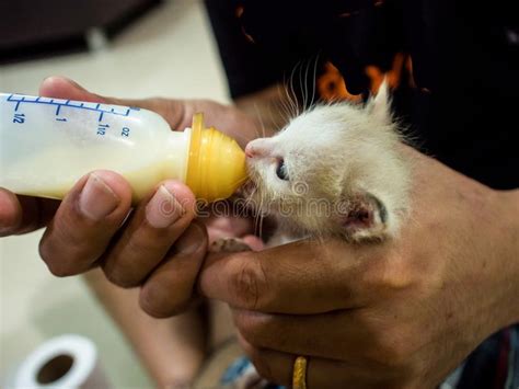 Feeding Baby Cats The Milk In The Bottle Stock Photo Image Of Feed