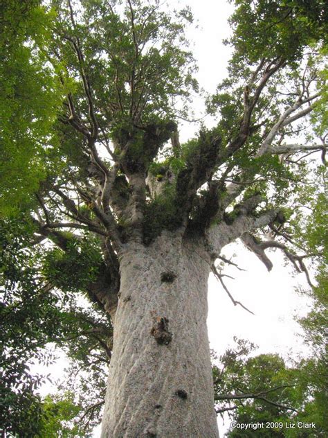 Nts provides certification services for a variety of different industries. Waipoua Forest and the iconic Tane Mahuta