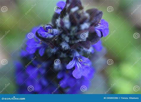 Blue Bugle Ajuga Reptans Flowers Stock Photo Image Of Ajuga Flora