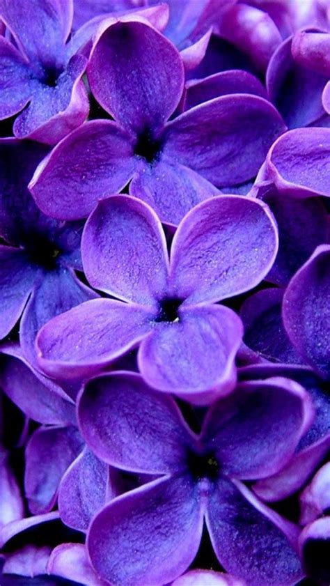 50 Purple Flower Wallpapers For Iphone Wallpapersafari