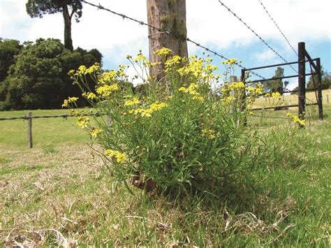 Have you seen this Invasive Fiery Little Daisy? - Gympie District Landcare