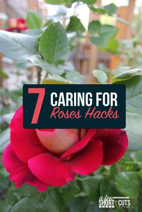 7 Awesome Hacks For Caring For Roses Rose Care Rose Beautiful Gardens