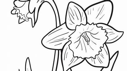 Daffodil Coloring Pages Flower Flowers Daffodils Colouring
