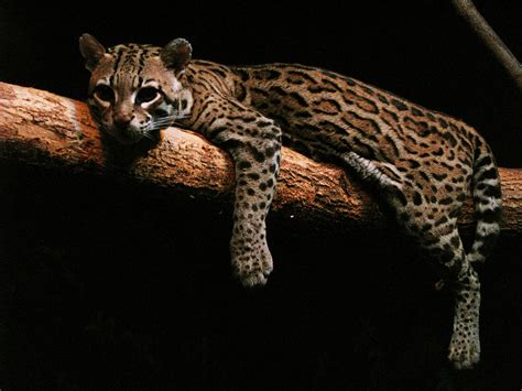 Ocelot Stock 2 By Hotnstock On Deviantart Clouded Leopard Ocelot