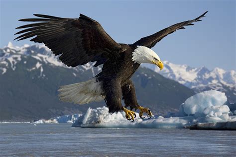 Vermillion bird nation is one of many nations on the flameyellow continent. What is the National Bird of USA? | WhatsAnswer