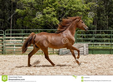 Beautiful brown arabian horse running trot on pasture. Brown wild Horse stock photo. Image of background, dust ...
