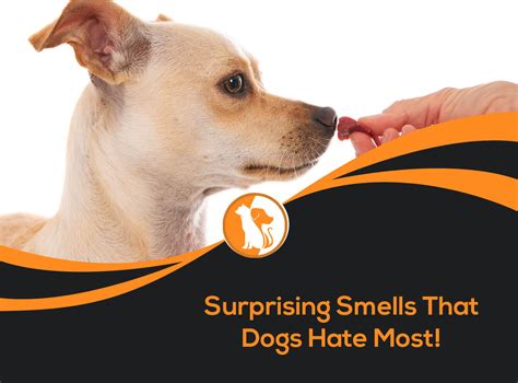 Why Do Dogs Smell Other Dogs Bums