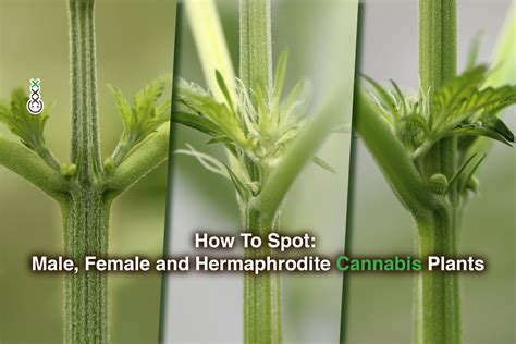 how to spot male female and hermaphrodite cannabis va homegrown