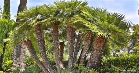 Chamaerops Humilis How To Grow And Care For Mediterranean Fan Palm