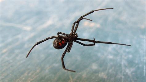 Read on to learn about the black widow spider. Black Widow Spiders Wallpapers FREE Pictures on GreePX