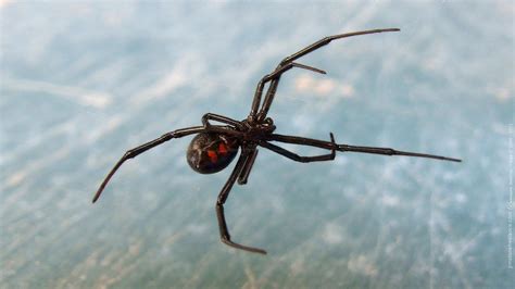 A black widow spider is classified in the genus latrodectus and in the family therididae. Black Widow Spiders Wallpapers FREE Pictures on GreePX