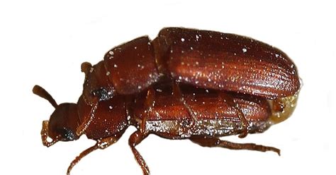Inbreeding Drives Female Beetles To Promiscuity