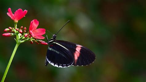 Black Butterfly Wallpaper 68 Images