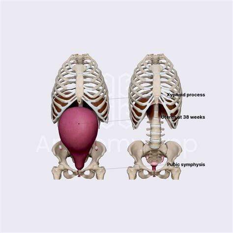 Uterus Size Changes During Pregnancy Obstetric Anatomy Organ