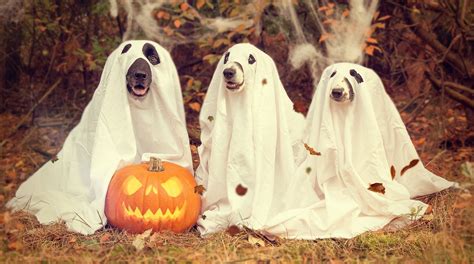 Happy Halloween Dogs Wallpapers Wallpaper Cave