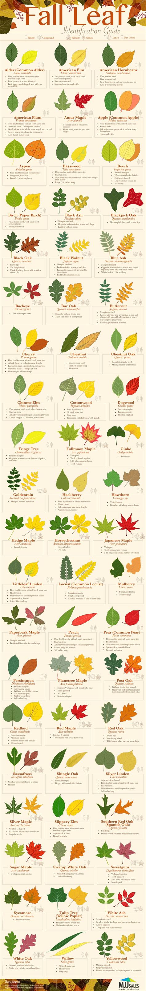 Fall Leaf Identification Guide Infographic Cuisine Recette Houmous