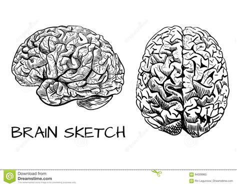Brain Sketch Vector Colored Hand Drawn Human Brain Line Work Pink