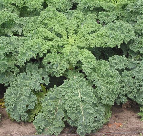 We show you how easy it is with our helpful kale guide for cleaning and prep, cooking techniques, and flavor matches. Kale - Wikipedia