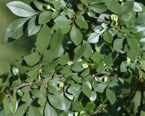 From wikimedia commons, the free media repository. Ulmus parvifolia | Shade Trees | McMakin Farms