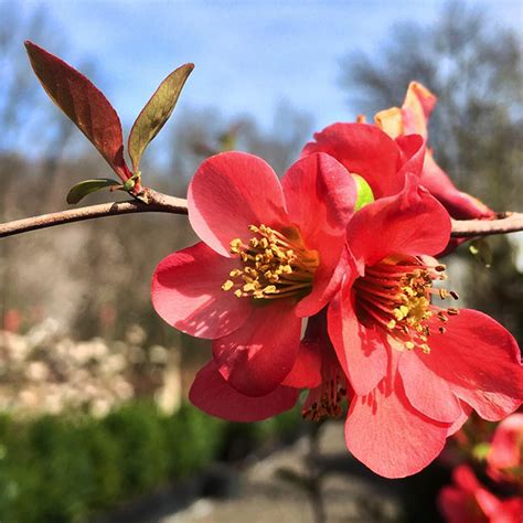 It begins its dramatic display of flowers held on bare branches. Texas Scarlet Quince For Sale Online | The Tree Center