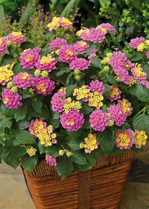 42 Beauty Full Sun Container Plants To Decorate Yard Page 23 Of 44