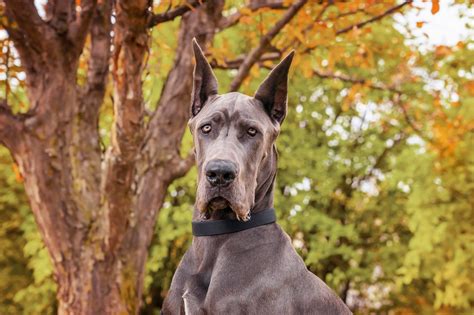 About Great Danes Great Dane Rescue Of Mnwi