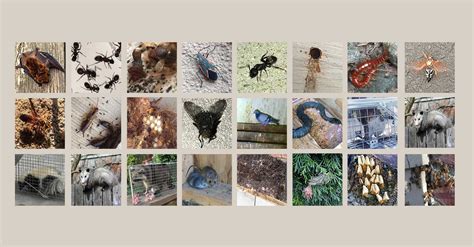 Even small jobs may have certain regulations around. Rhode Island Pest Control-Bed Bugs, Bats, Termites, Mice ...