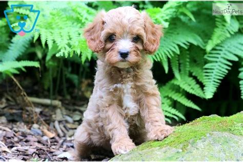 Cavapoo in dogs & puppies for sale. Flower: Cavapoo puppy for sale near Lancaster ...
