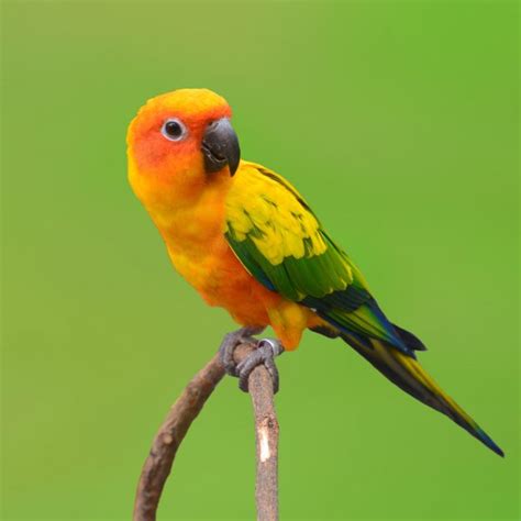 Sun Conure Parrot Bird — Stock Photo © Thawats 52151961