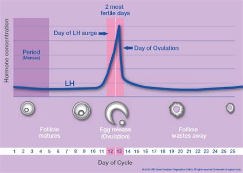 Luteinizing Hormone Chart
