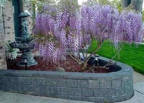 It includes those who are seems valid and also the old ones which sometimes can still work. Code: 8828014998 #ProductsForCelluliteTreatment | Aquaponics plants, Grapevine growing, Wisteria