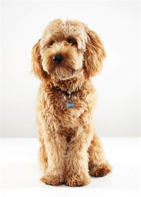 A guide for groomers and labradoodle owners. 57 best Labradoodle haircut images on Pinterest | Cute ...