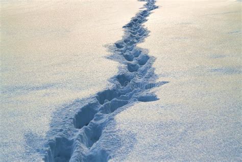 Path With Footprints In Snow In Winter Stock Image Image Of Fresh