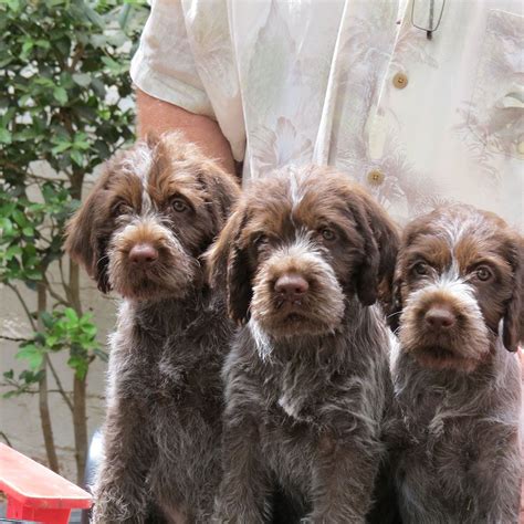 Wirehaired pointing griffon lab mix or griffiondor. Once you own a Cottonwood Wirehaired Pointing Griffon, we ...