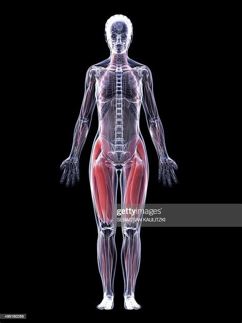 Female Muscular System Artwork High Res Vector Graphic Getty Images