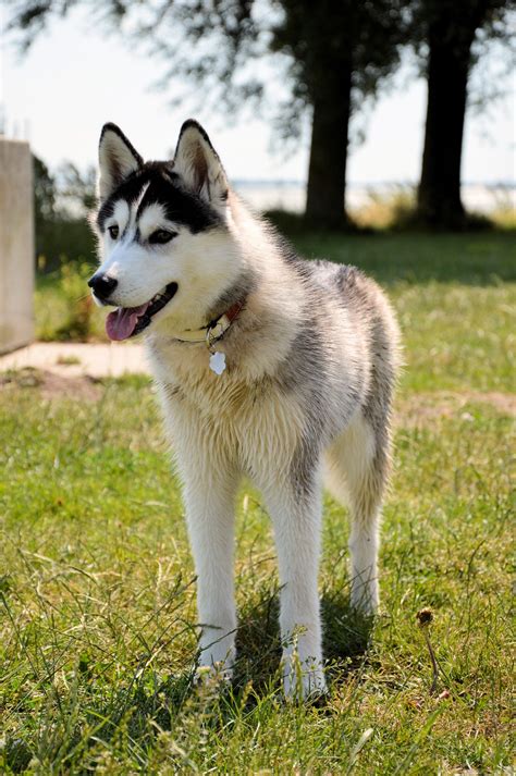 Husky Free Stock Photo Public Domain Pictures