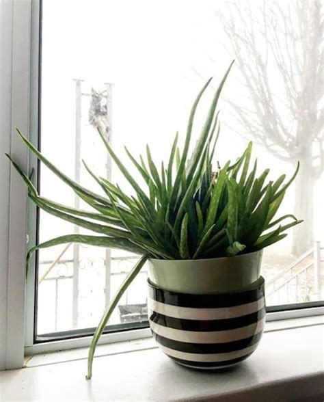 Nous vous proposons notre liste. 9 plantes qui résisteront même aux pires des jardiniers ...