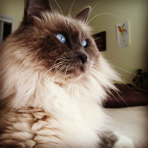 Maybe you would like to learn more about one of these? My kitty Abraham. Himalayan/Siamese mix🐾💙 | Katzen