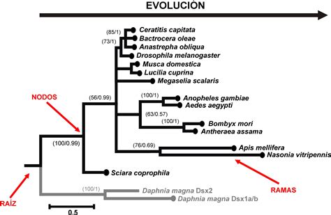 Éste Es El árbol De Tu Vida A Propósito De La Evolución Scilogs