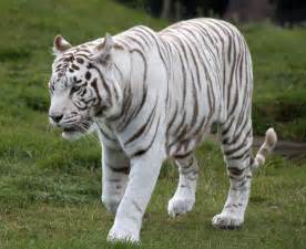 Filewhite Tiger 6 3865790598