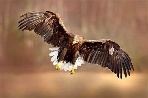 The Worlds Largest Eagles Worldatlas