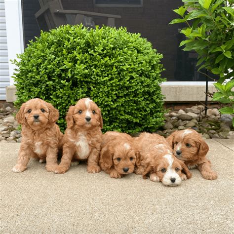 Puppies For Sale In Charlotte Nc Under 300