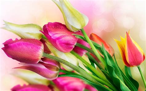 Beautiful Tulips Flowers Wallpapers Best Flower Site