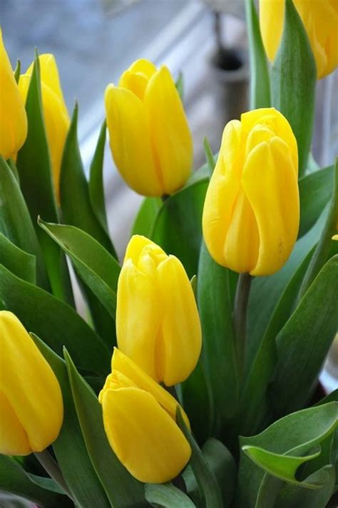 Cómo Cultivar Tulipanes Cuidados Importantes