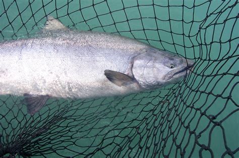 Maybe you would like to learn more about one of these? 2020 Kenai River King Salmon Forecast - Beaver Creek Cabins