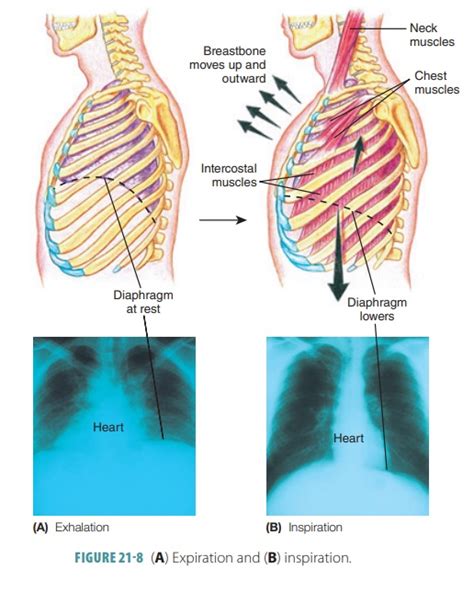 The Respiratory Muscles Structure And Function Organization Of The