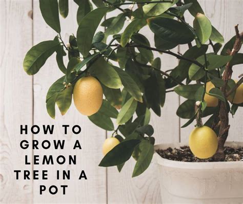 All of your planting needs at your doorstep. How To Grow A Lemon Tree In A Pot - Home and Gardening Ideas