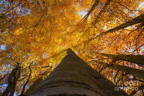 Beech Tree In Fall Photograph By Fabian Roessler Fine Art America